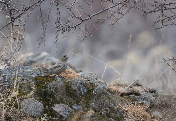 Oiseau Dans Forêt — Photo