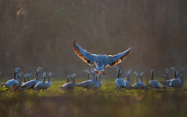 Vista Panorámica Hermosas Aves Ganso Con Cabeza Bar Naturaleza —  Fotos de Stock