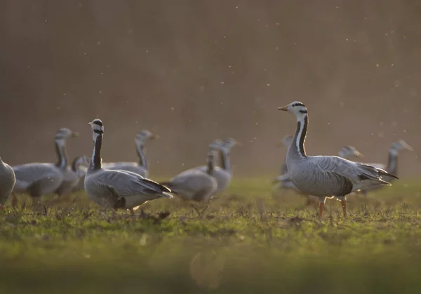 Doğada Güzel Bar Kafalı Kaz Kuşlarının Manzarası — Stok fotoğraf