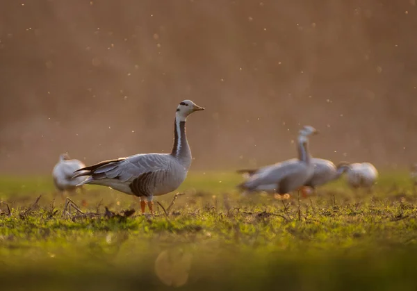Doğada Güzel Bar Kafalı Kaz Kuşlarının Manzarası — Stok fotoğraf