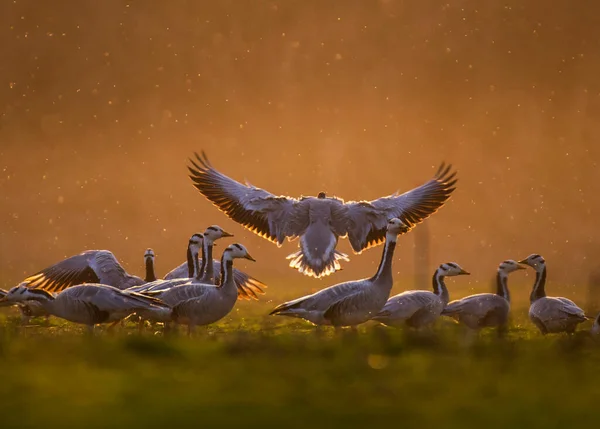 Мальовничий Вид Красивий Бар Гусячими Птахами Природі — стокове фото