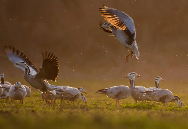 자연계에 둥지를 새들의 아름다운 — 스톡 사진