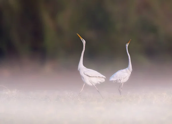 Great Egrets Pond — Stock Photo, Image