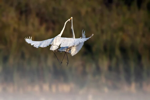 Great Egrets Pond — Stock Photo, Image