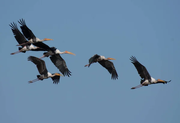 Flying Geese Sky — Stock Photo, Image