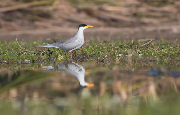 River Tern Wetland — Stock Photo, Image