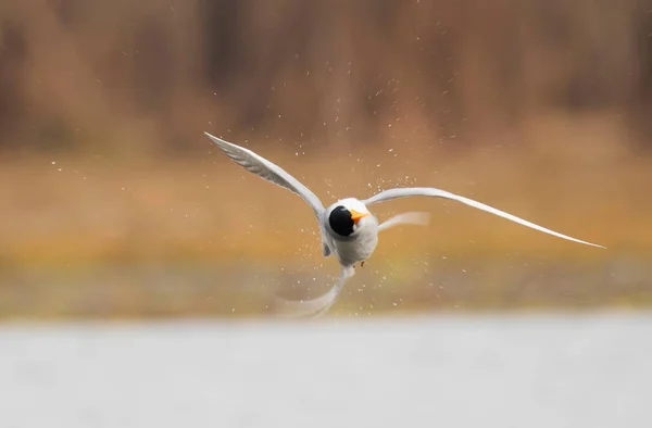 Rivierstern Vliegt Onder Regen — Stockfoto