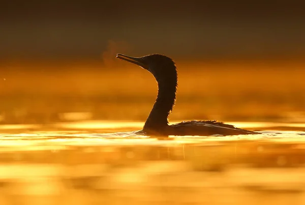 Beautiful View Great Cormorant Water Sunset — Stockfoto