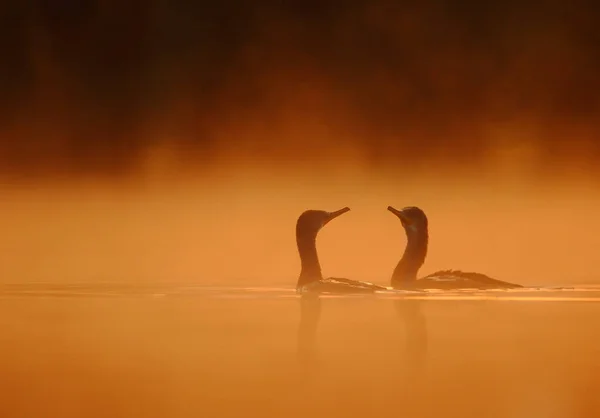 Hermosa Vista Grandes Aves Cormoranes Agua Atardecer — Foto de Stock