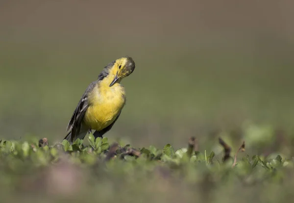 Amarelo Peito Verde Finch Grama Verde — Fotografia de Stock