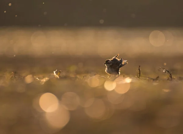 Little Ringed Plover Sunset — Stock Photo, Image