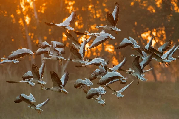 Γραφική Θέα Του Όμορφου Μπαρ Επικεφαλής Πουλιά Χήνας Στη Φύση — Φωτογραφία Αρχείου