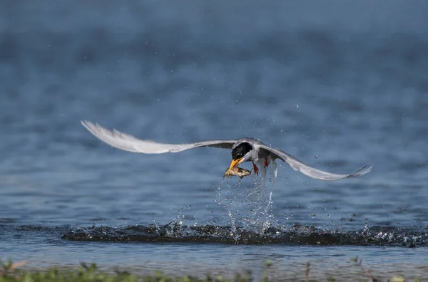 River tern flying with fish