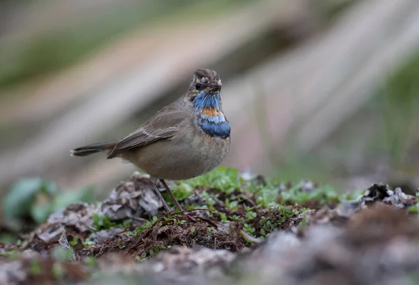 Closeup Shot Blue Throat Bird — Stock Photo, Image