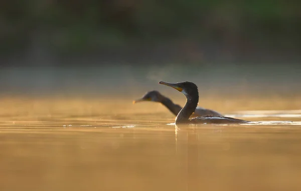 Beautiful View Great Cormorant Birds Water Sunset — ストック写真