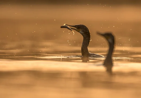 川で遊ぶ大鵜 — ストック写真