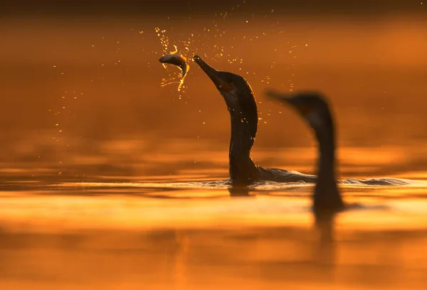 Grote Aalscholver Spelen Rivier — Stockfoto