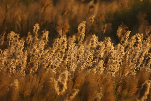 Weizenfeld Einem Sonnigen Tag Mit Tautropfen — Stockfoto