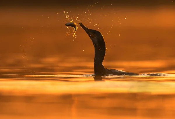川で遊ぶ大鵜 — ストック写真
