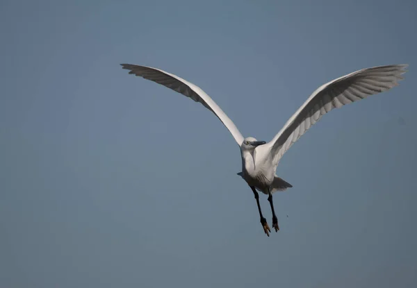 Bir Uçuşta Pallas Gull Larus Ichthyaetus — Stok fotoğraf