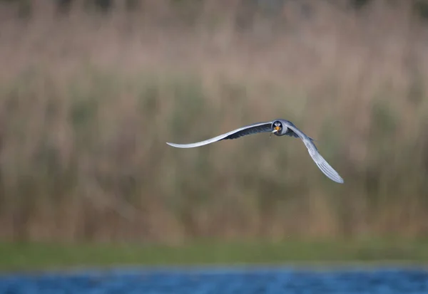 River tern flying with fish
