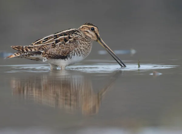 Common Snipe Bird Water — Fotografia de Stock