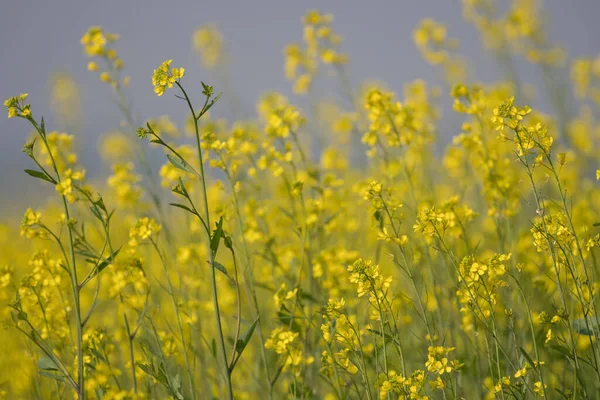 Sarı Tecavüz Çiçekleri Tarlada — Stok fotoğraf