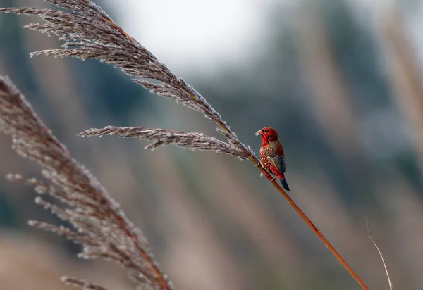 Avadavat Czerwony Munia Czerwona Lub Ptak Truskawkowy — Zdjęcie stockowe