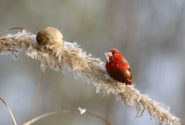 Червоний Авадават Червоний Боніс Або Полуничний Птах — стокове фото