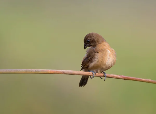 Spotted Munia Cleaning Feathers Perch — Stock Photo, Image