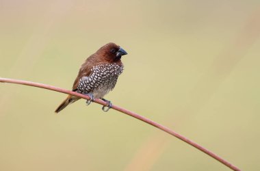 Spotted munia Male with green backdrop