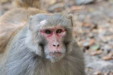 Rhesus macaque monkey, close up clipart