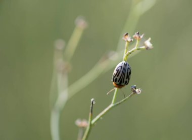 Lady bug-Beetle on plant 