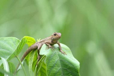 Garden lizzard on green plant 