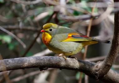 Red billed leiothrix on tree branch 