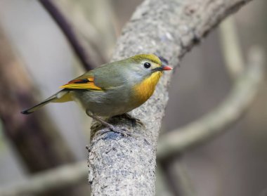 Red billed leiothrix on tree branch 