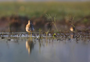 Beyaz kuyruklu kanat (Vanellus lucurus)