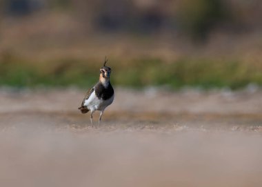 Northern lapwing (Vanellus vanellus) in the morning