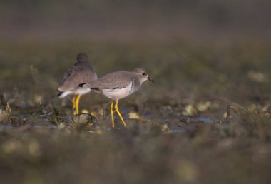 White-tailed lapwing birds (Vanellus leucurus)