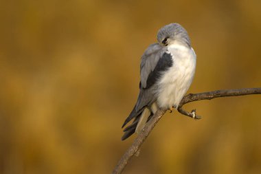 Black-shouldered kite (Elanus caeruleus) perched on a branch in the morning. Sleeping time