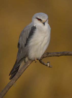 Black-shouldered kite (Elanus caeruleus) perched on a branch in the morning of Winter