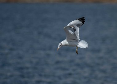 Martı (Larus ridibundus) uçuyor