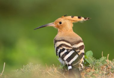 doğal yaşam alanı içinde ibibik kuşu