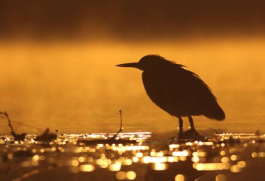 Hintli balıkçıl gün batımında 