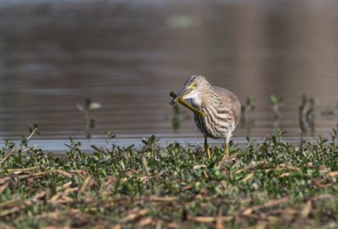 Balık arayan Hint balıkçıl balığı.