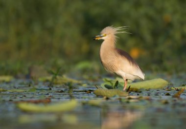 Yerli balıkçılları sulak alanlarda 