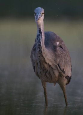 Gray heron in marshland