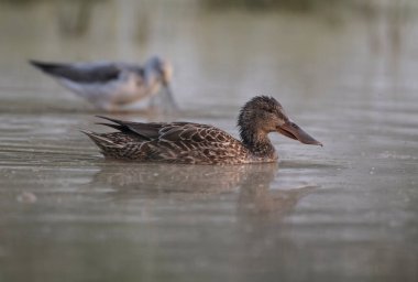 Kuzeyli Kürekçi Sabahları suda