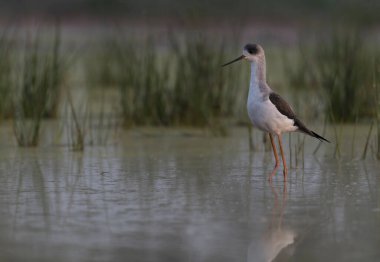 Uzunbacak (himantopus himantopus siyah kanatlı)
