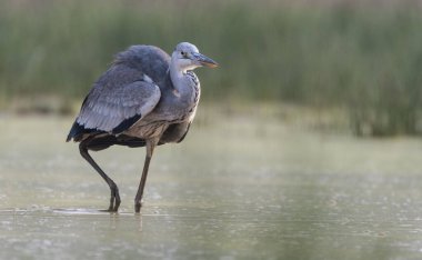 Gray heron in marshland
